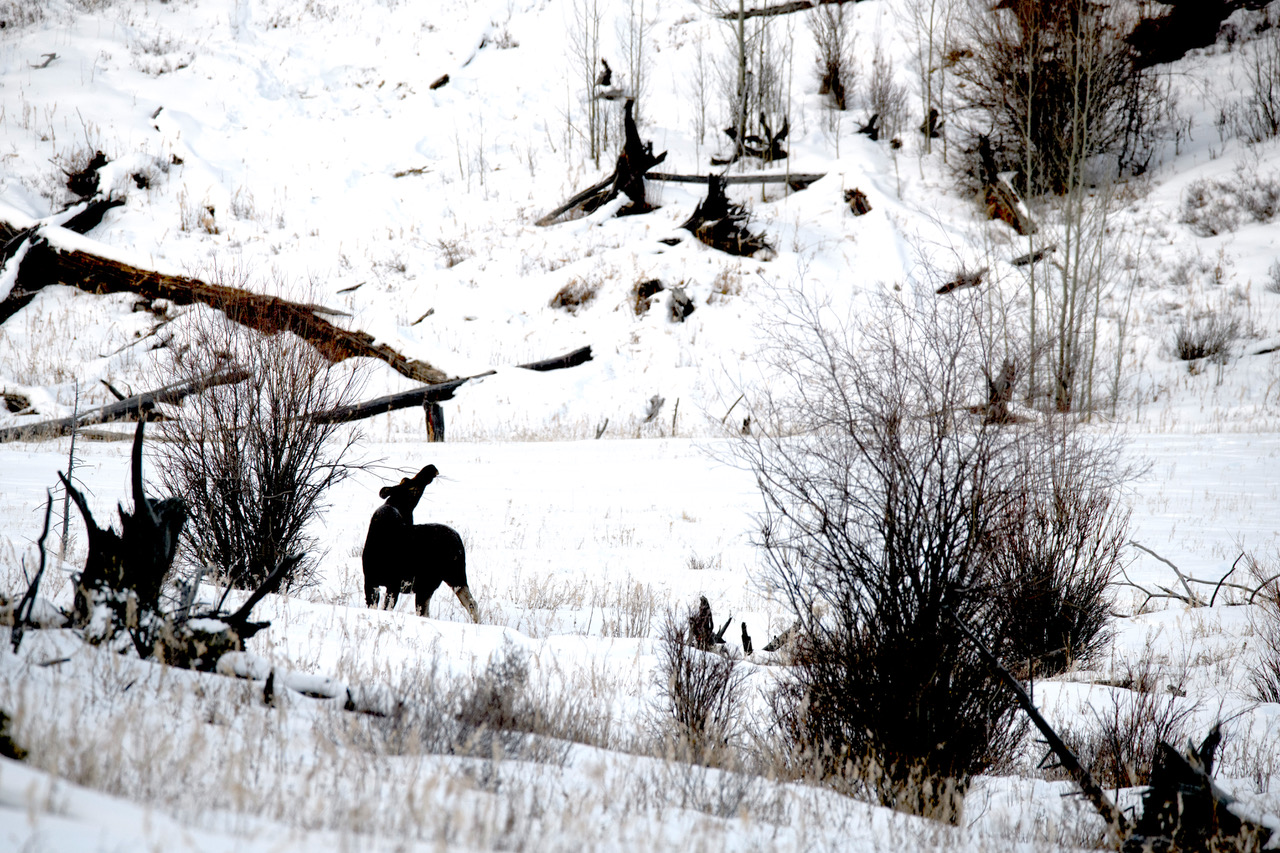 Wildlife