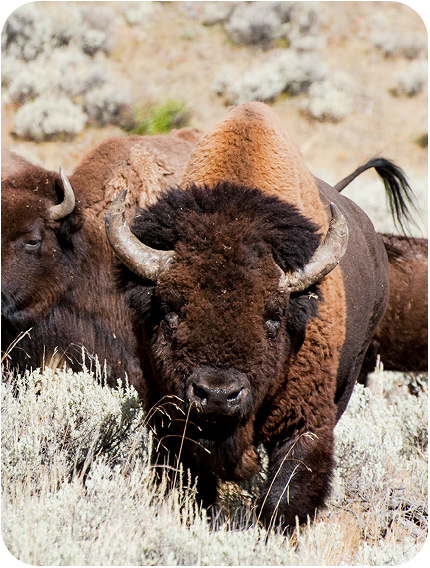Yellowstone Bison Migrating