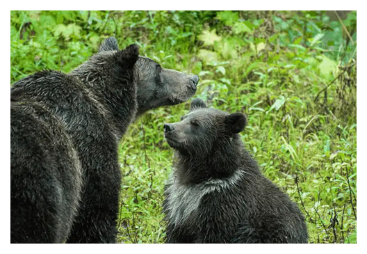 Wildlife
