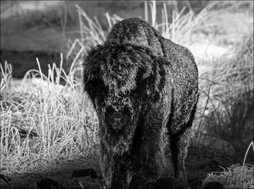 Wildlife