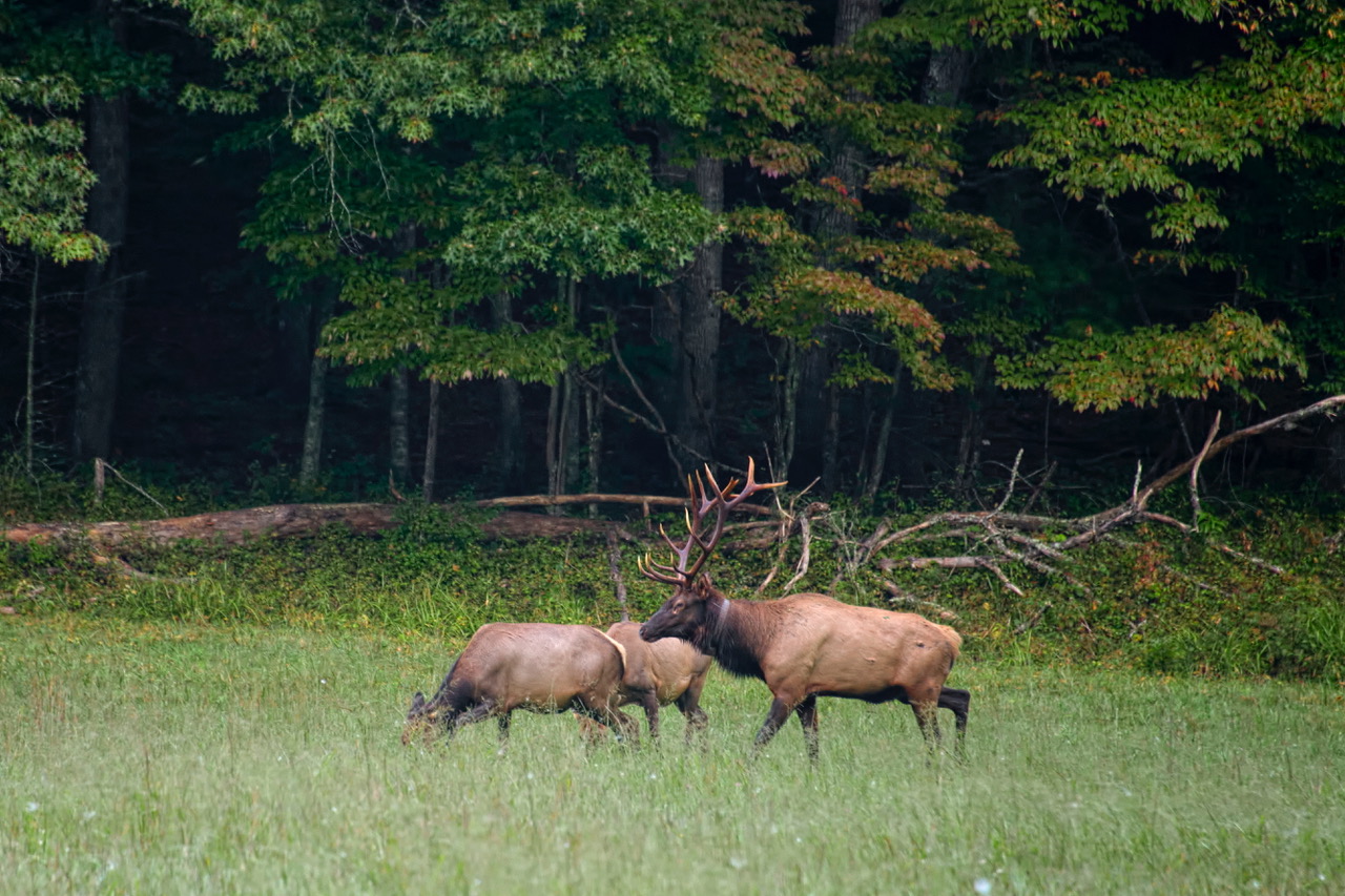 Wildlife