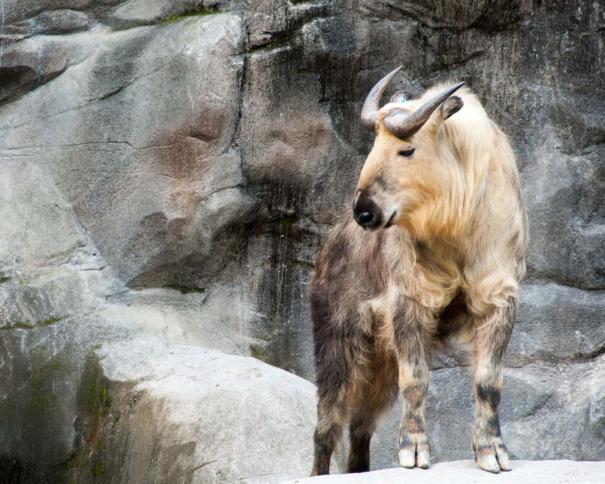 Wildlife