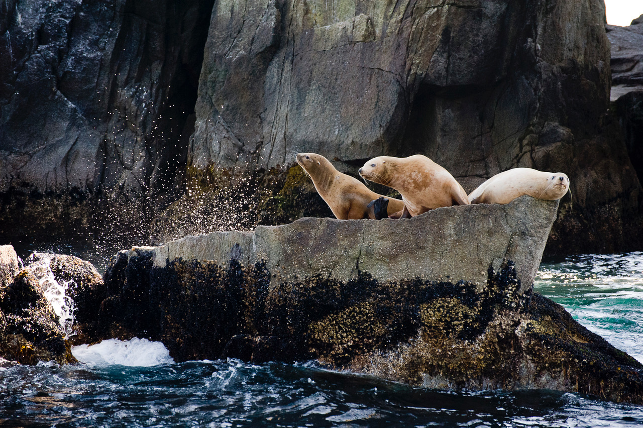 Wildlife